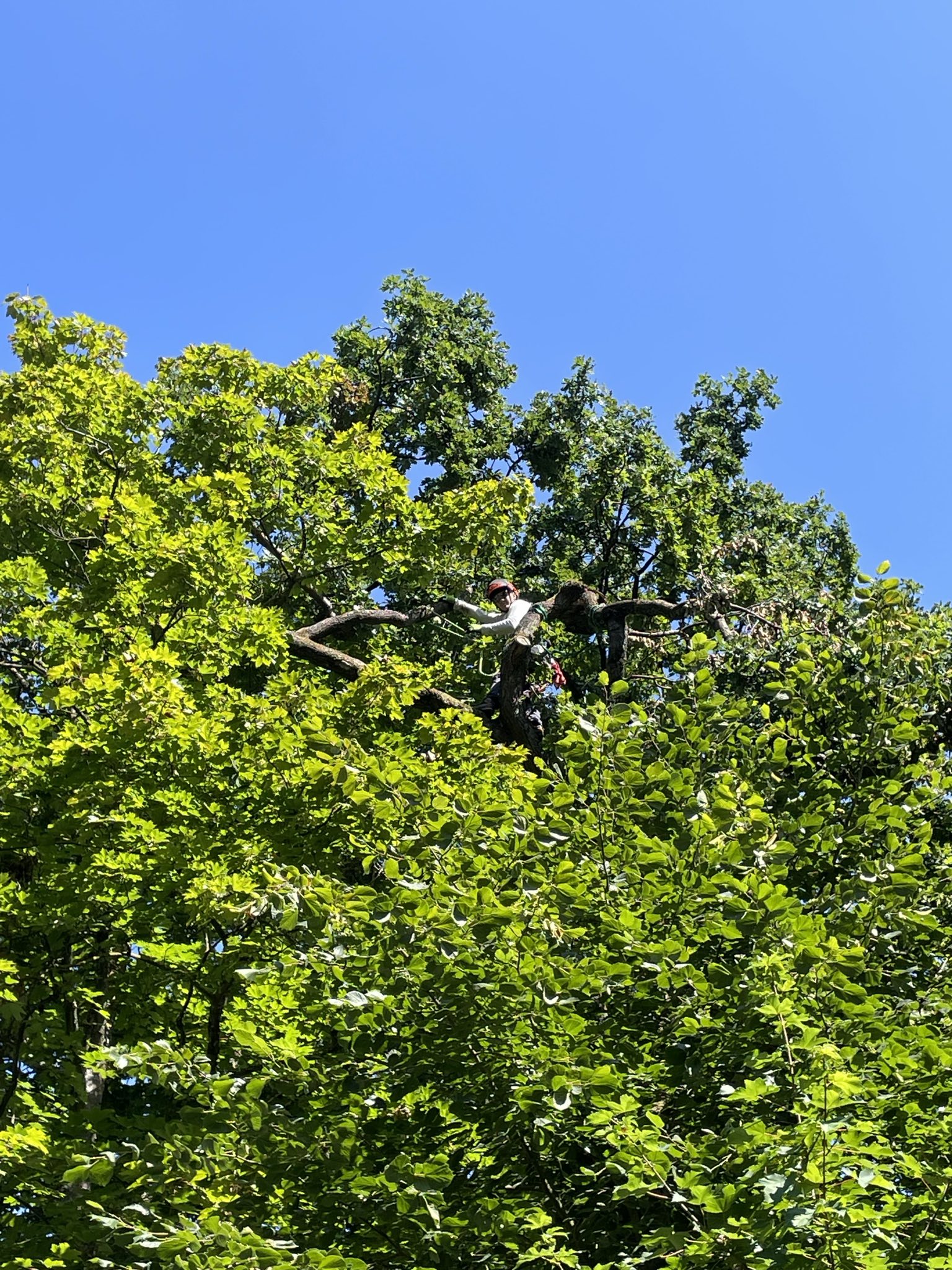 Sturmschaden entfernung in Kassel