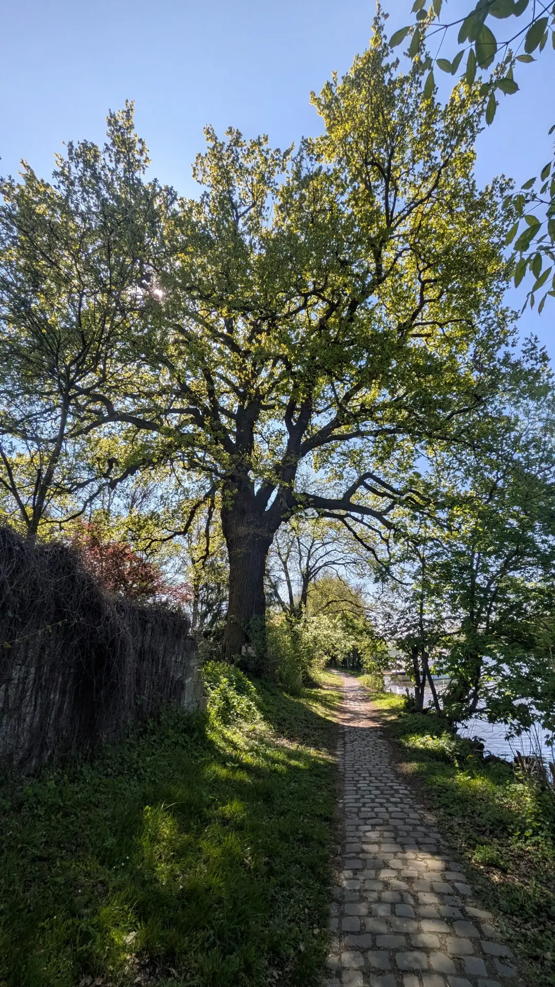 große eiche