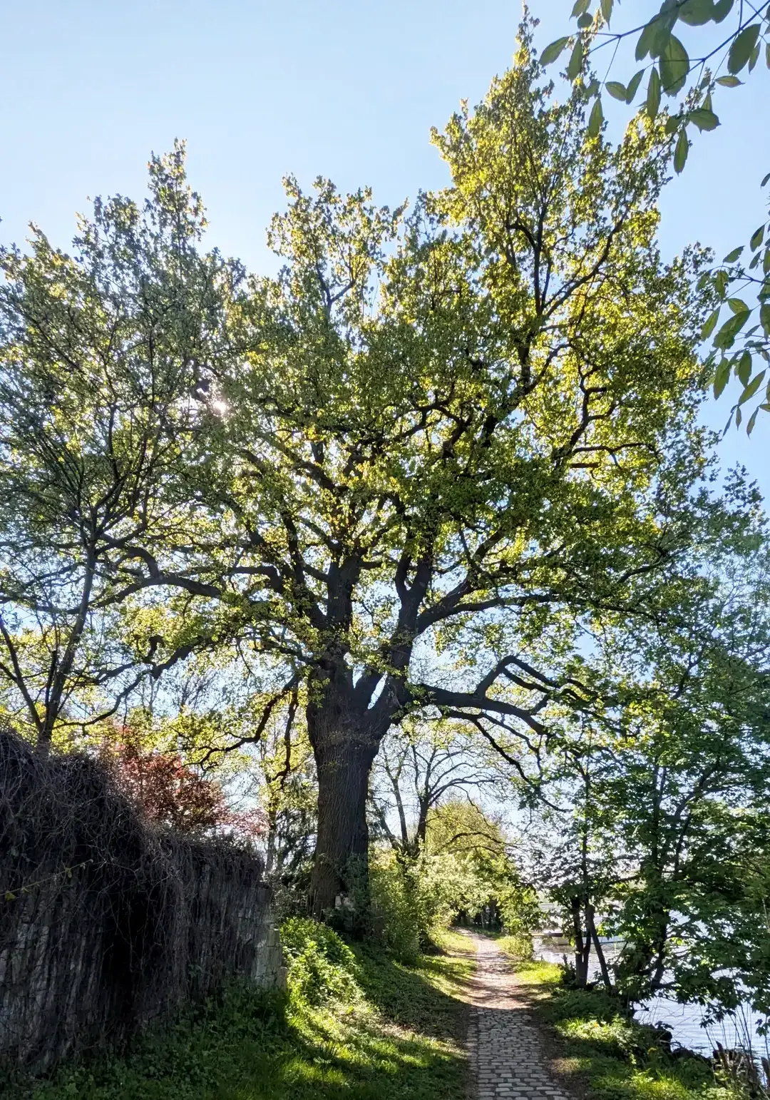 große Eiche in Kassel vorderer Westen